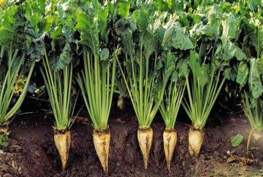 آغاز برداشت چغندرقند در ۳۰۰ هکتار از اراضی کشاورزی «هلیلان»