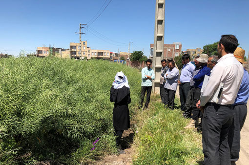 برگزاری مراسم روز مزرعه کلزا در شهرستان بناب
