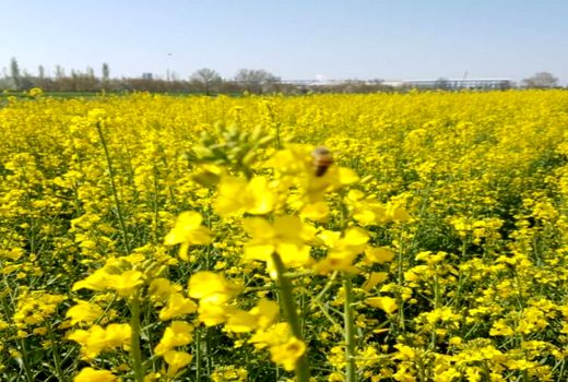 آغاز مبارزه با عوامل خسارت‌زای مزارع کلزا