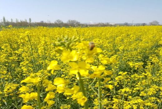 آغاز مبارزه با عوامل خسارت‌زای مزارع کلزا