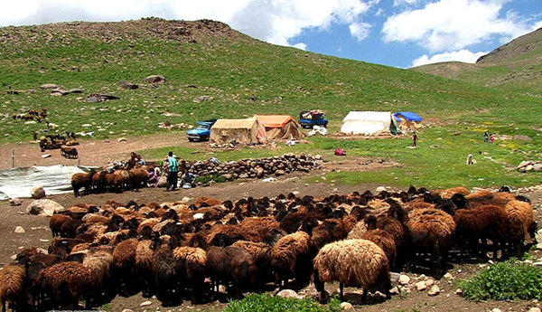 جهاد کشاورزی در تأمین نهادههای مورد نیاز دامهای عشایر موفق عمل کرد