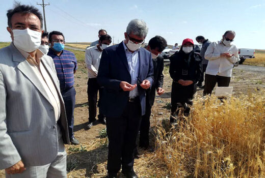 آغاز برداشت گندم از مزارع شهرستان هشترود