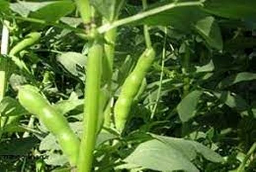 آغاز برداشت باقلا در کازرون 