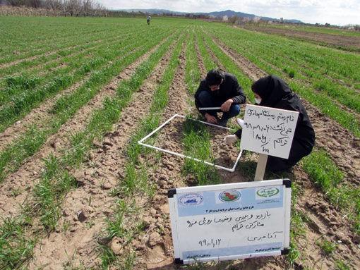 اجرای طرح بهینه تراکم مناسب کاشت پی دی تی در شهرستان بناب