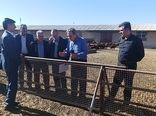  بازدید مشاور معاون امور دام وزارت جهاد کشاورزی در توسعه دامداری‌های روستایی از ایستگاه پرورش و اصلاح نژاد گوسفند قزل شهرستان میاندوآب 
