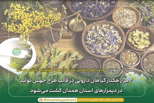 دو هزار هکتار گیاهان دارویی در قالب طرح جهش تولید در دیمزارهای استان همدان کشت می‌شود