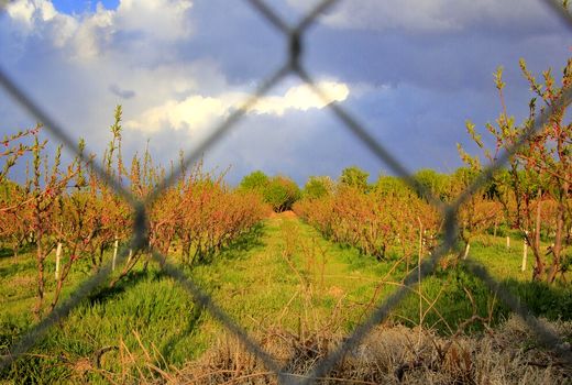 خطر سرمازدگی باغات چهارمحال و بختیاری جدی است
