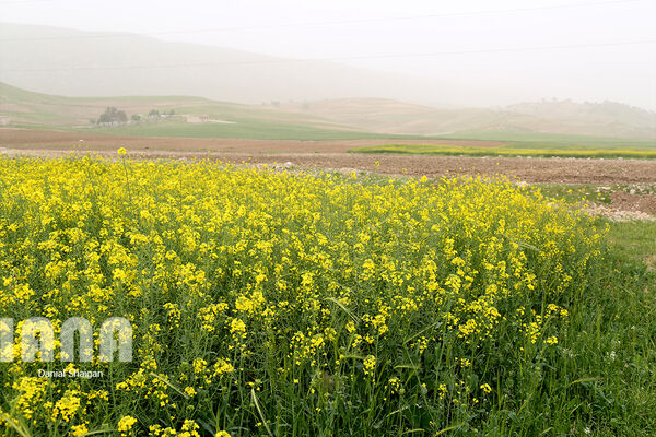 بیش از یک میلیون خانوار در عرصه‌های منابع طبیعی درآمدزایی می‌کنند
