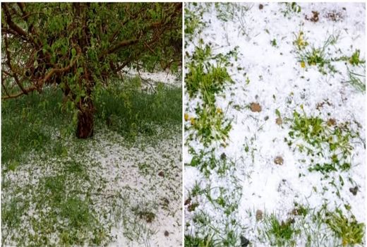 سرمازدگی و تگرگ بیش از ۲۴۰۰میلیارد ریال به بخش کشاورزی ارومیه خسارت وارد کرد