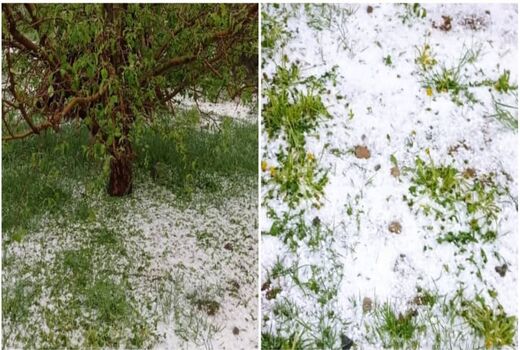 سرمازدگی و تگرگ بیش از ۲۴۰۰میلیارد ریال به بخش کشاورزی ارومیه خسارت وارد کرد