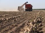پیش‌بینی تولید 23 هزار تن چغندرقند پاییزه از مناطق گرمسیری کرمانشاه