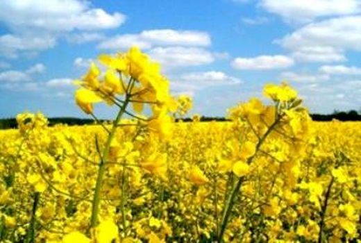 برگزاری کارگاه آموزشی – ترویجی کلزا در شهرستان گناوه