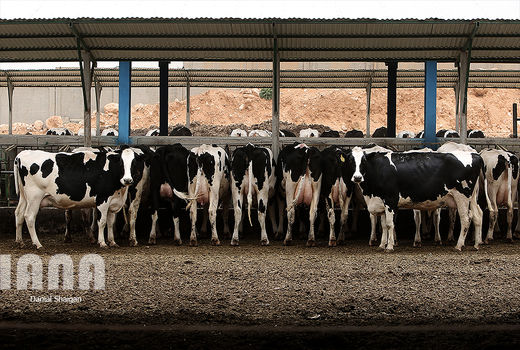 گاوداری صنعتی بزرگ در کردستان ایجاد می‌شود