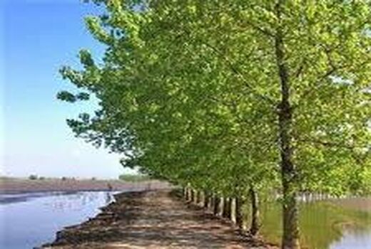 تامین آب 55 درصد شالیزارهای جویبار از طریق آببندان ها