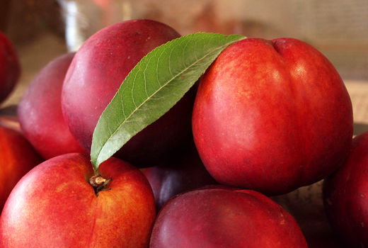 برداشت هلو و شلیل از باغات استان قزوین آغاز شد 