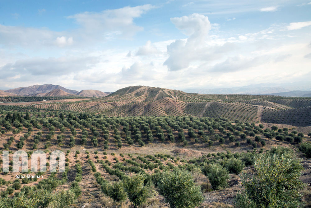  باغ بزرگ زیتون‌کشور در منجیل