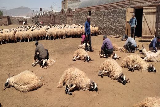 آغاز فصل برداشت پشم گوسفند ماکوئی درمنطقه یکانات مرند
