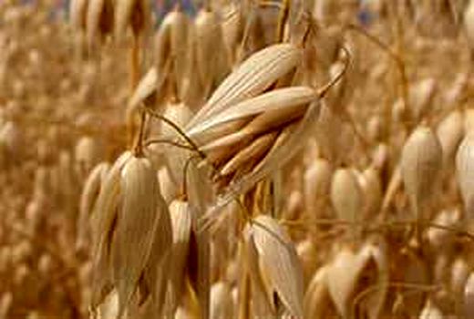 آغاز خرید تضمینی جو در فارس