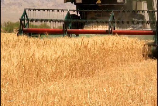 آغاز برداشت گندم از زمین‌های کشاورزی خوروبیابانک
