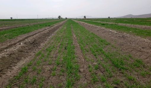 پایان کشت جو در شهرستان زرین دشت