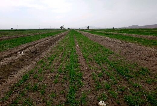 پایان کشت جو در شهرستان زرین دشت