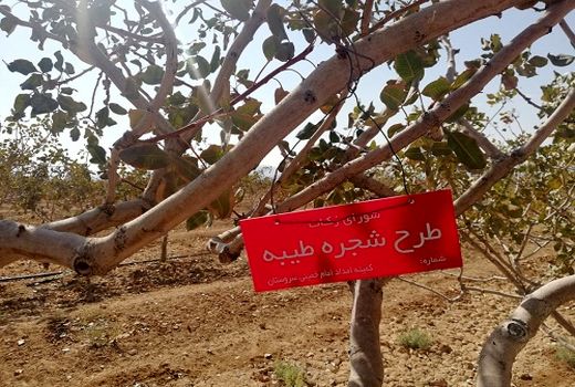 مشارکت باغدار سروستانی در طرح شجره طیبه