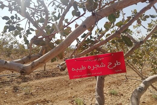 مشارکت باغدار سروستانی در طرح شجره طیبه