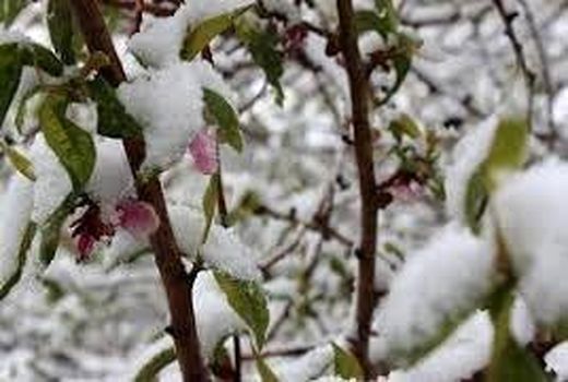 سرما ۲۸۰ میلیارد ریال به بخش کشاورزی رازوجرگلان خسارت زد