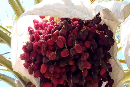 انجام آبیاری قطره‌ای بر تاج نخل با هدف جلوگیری از خشکیدگی خوشه در فهرج