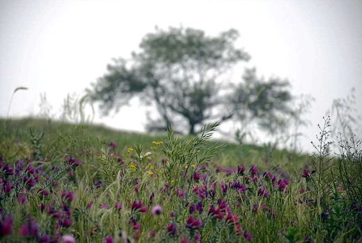 بیش از 8هزار گونه گیاهی در منابع طبیعی ایران 