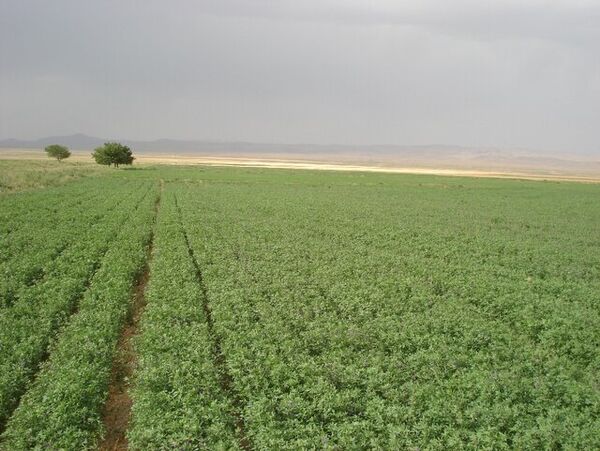 کیل گیری از مزرعه یونجه در سطح۴۷هکتار از اراضی کشاورزی شهرستان البرز انجام شد