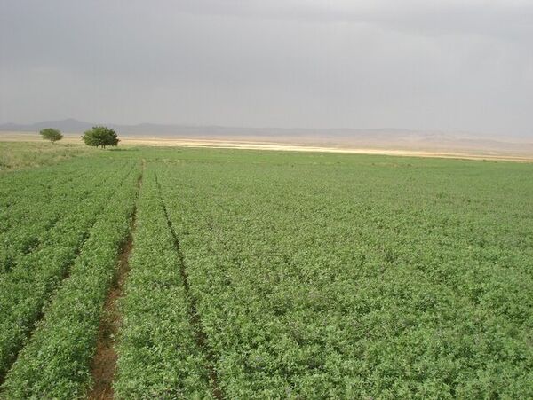 کیل گیری از مزرعه یونجه در سطح۴۷هکتار از اراضی کشاورزی شهرستان البرز انجام شد