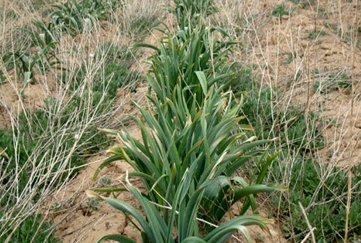 کشت موسیر در ۱۷۰ هکتار از اراضی شهرستان کوهرنگ