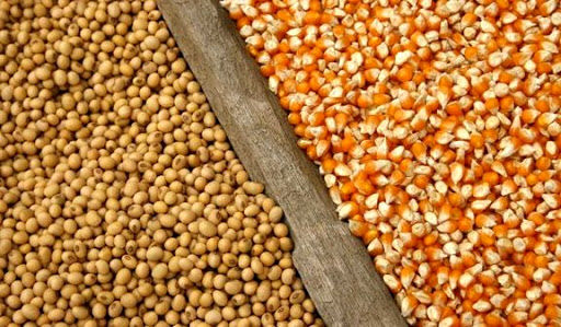 توزیع سیستماتیک نهاده‌های دامی در استان فارس