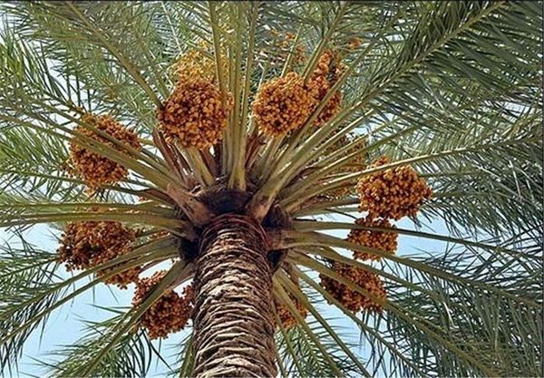مبارزه با عوامل خسارتزای نخیلات در سال ۹۹