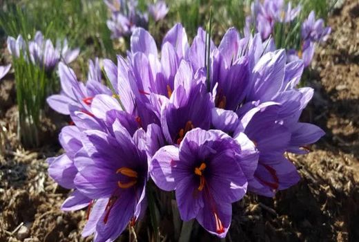 آغاز برداشت طلای سرخ از مزارع نطنز/ پیش‌بینی برداشت 2100 کیلوگرم زعفران خالص 