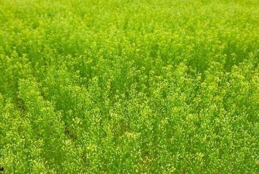 ظرفیت کشت کاملینا در سطح ۴۰۰۰ هکتار در خراسان شمالی