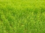 ظرفیت کشت کاملینا در سطح ۴۰۰۰ هکتار در خراسان شمالی