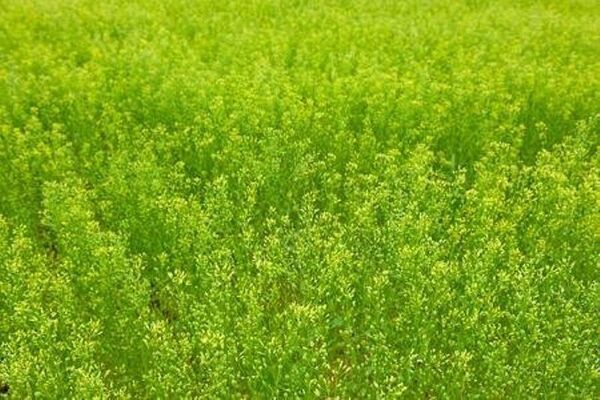 ظرفیت کشت کاملینا در سطح ۴۰۰۰ هکتار در خراسان شمالی