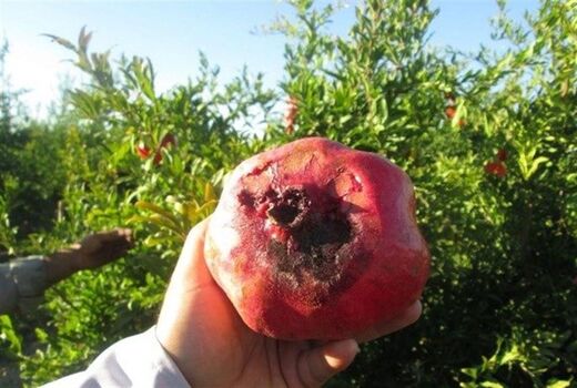  بیش از یک میلیارد ریال برای کنترل مگس میوه در ارسنجان