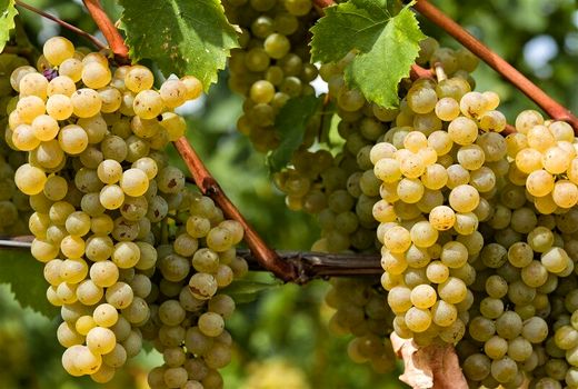 تولید 20 هزار تن انگور در سرچهان