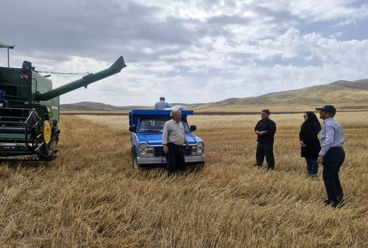 آغاز برداشت گندم از مزارع غلات شهرستان هوراند