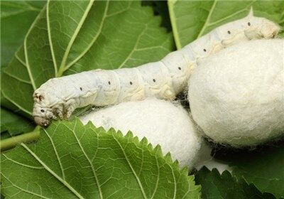 هدف‌گذاری تولید ۴۰۰ هزار اصله نهال توت