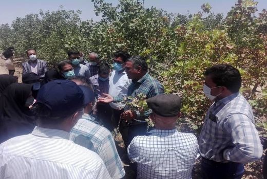 پسته کاران 5 شهرستان در سروستان آموزش دیدند 