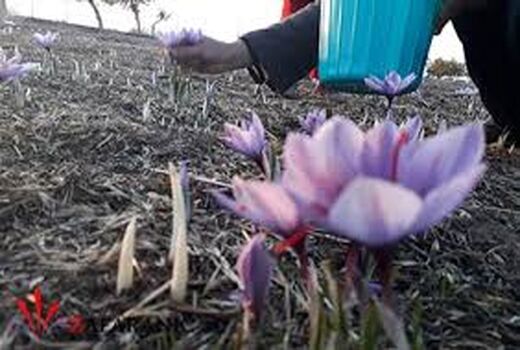 برداشت بیش از 58 کیلوگرم طلای سرخ در خوزستان