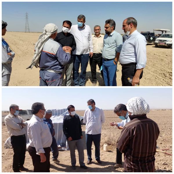 بازدید رییس سازمان جهاد کشاورزی استان تهران از روند کشت کلزا در شهرستان ری