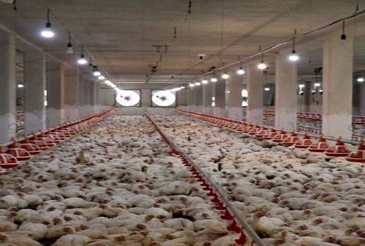 رشد ۶ برابری مرغداری و زنبورداری بوشهر