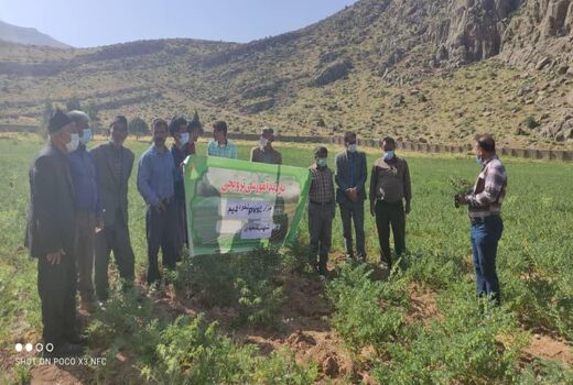 ترویج کشت ارقام برتر نخود در شهرستان لردگان 