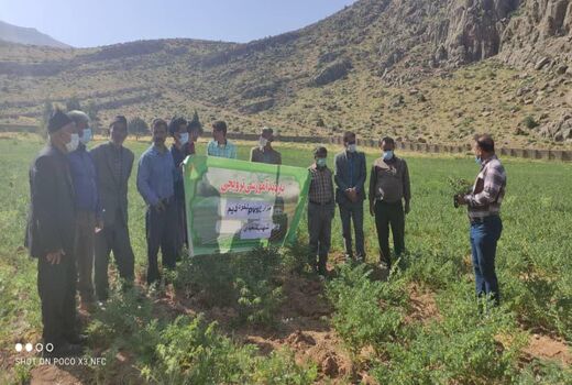 ترویج کشت ارقام برتر نخود در شهرستان لردگان 