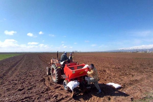 پنج هزار هکتار از اراضی چهارمحال و بختیاری زیر کشت سیبزمینی رفت